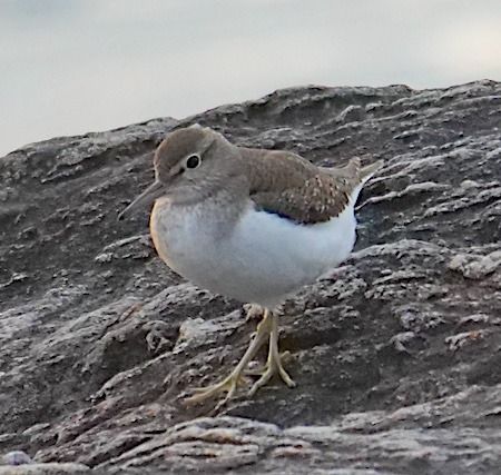 Piro-piro piccolo  - Angelo Pasqua