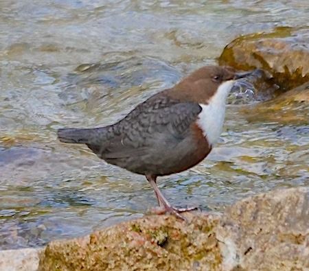 Merlo acquaiolo  - Angelo Pasqua