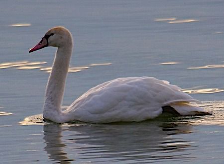Cigno reale  - Angelo Pasqua