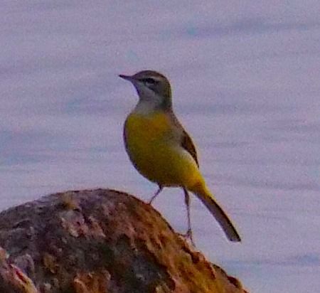 Ballerina gialla  - Angelo Pasqua