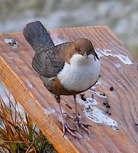 Merlo acquaiolo  - Angelo Pasqua