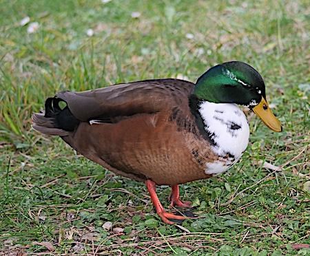 Anatra germanata  - Angelo Pasqua