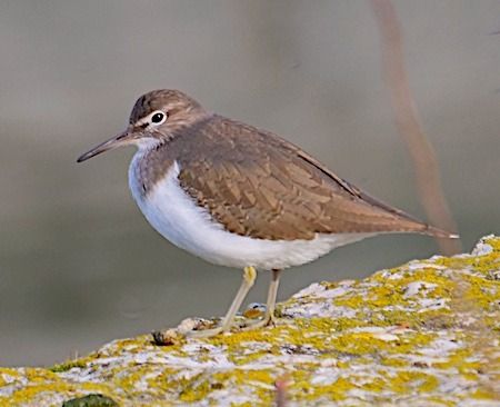 Piro-piro piccolo  - Angelo Pasqua