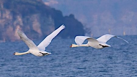 Cigno reale  - Angelo Pasqua