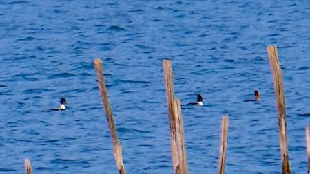 Smergo minore  - Angelo Pasqua