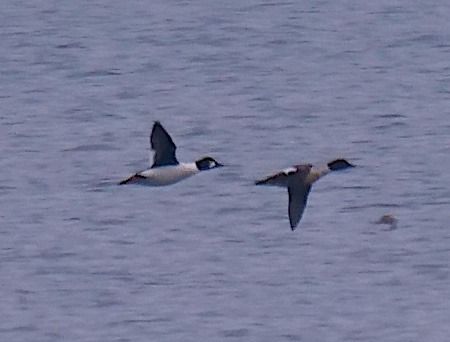 Quattrocchi  - Angelo Pasqua