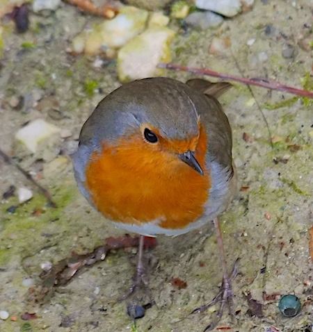 Pettirosso  - Angelo Pasqua