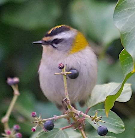 Fiorrancino  - Angelo Pasqua