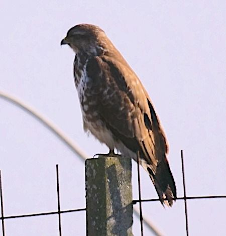 Poiana  - Angelo Pasqua