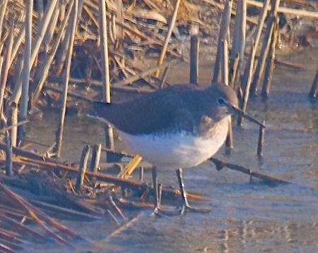 Piro-piro culbianco  - Angelo Pasqua