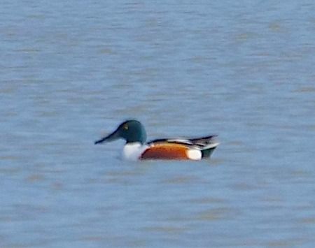 Mestolone  - Angelo Pasqua