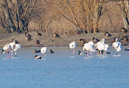 Fenicottero  - Angelo Pasqua