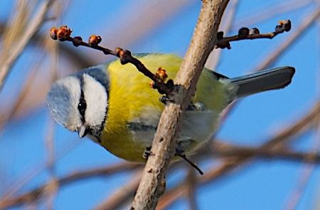 Cinciarella  - Angelo Pasqua