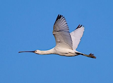 Spatola  - Angelo Pasqua