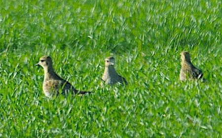 Combattente  - Angelo Pasqua