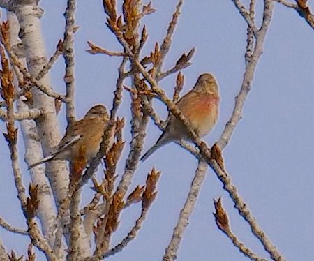 Fanello  - Angelo Pasqua