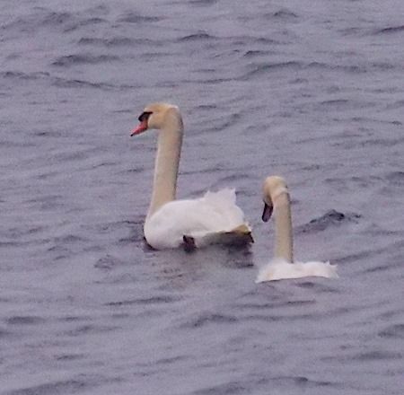 Cigno reale  - Angelo Pasqua