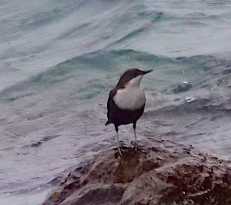 Merlo acquaiolo  - Angelo Pasqua