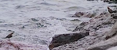 Merlo acquaiolo  - Angelo Pasqua