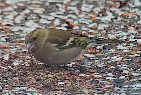 Fringuello  - Angelo Pasqua