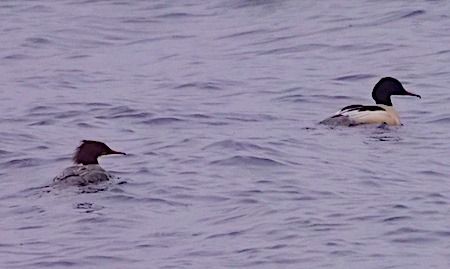 Smergo maggiore  - Angelo Pasqua