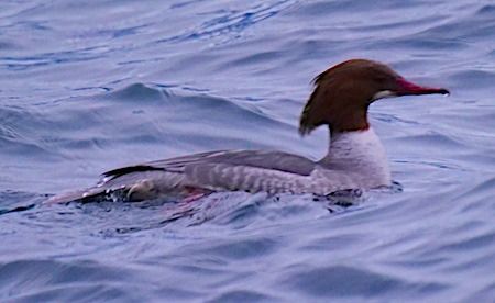 Smergo maggiore  - Angelo Pasqua