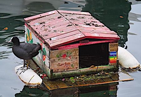 Folaga  - Angelo Pasqua