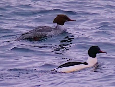 Smergo maggiore  - Angelo Pasqua