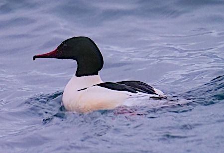 Smergo maggiore  - Angelo Pasqua