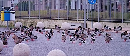 Germano reale  - Angelo Pasqua