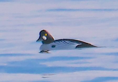 Quattrocchi  - Angelo Pasqua
