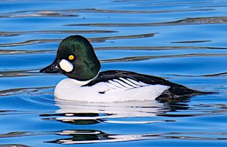 Schellente  - Angelo Pasqua