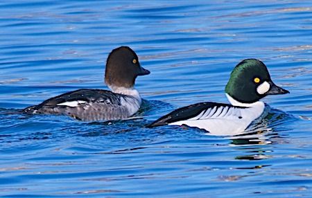 Quattrocchi  - Angelo Pasqua