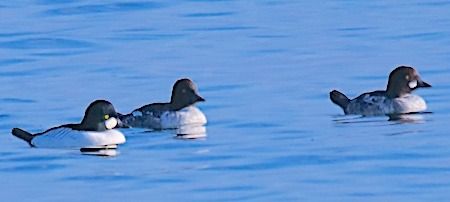 Quattrocchi  - Angelo Pasqua