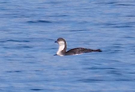 Strolaga mezzana  - Angelo Pasqua