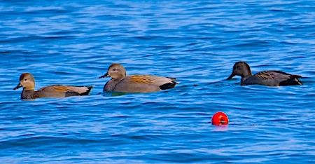 Canapiglia  - Angelo Pasqua