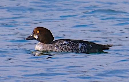 Schellente  - Angelo Pasqua