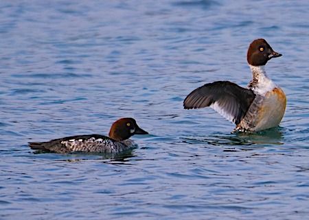 Quattrocchi  - Angelo Pasqua