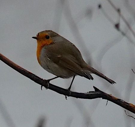 Pettirosso  - Angelo Pasqua