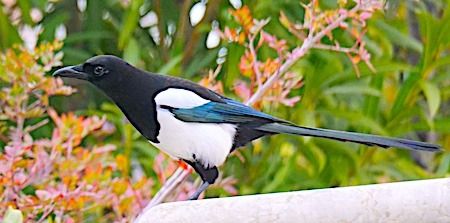 Elster  - Angelo Pasqua