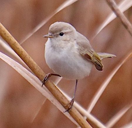 Luì piccolo  - Angelo Pasqua
