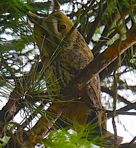 Waldohreule  - Angelo Pasqua