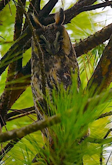 Gufo comune  - Angelo Pasqua