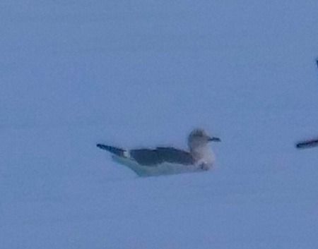 Zafferano  - Angelo Pasqua