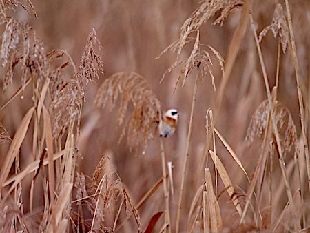 Pendolino  - Angelo Pasqua