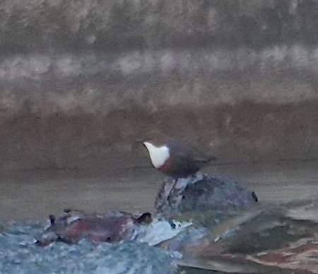 Merlo acquaiolo  - Angelo Pasqua