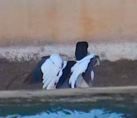 Smergo maggiore  - Angelo Pasqua