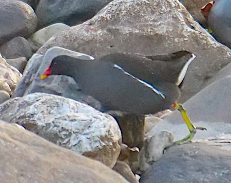 Gallinella d'acqua  - Angelo Pasqua