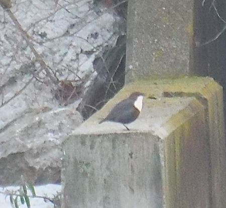 Merlo acquaiolo  - Angelo Pasqua