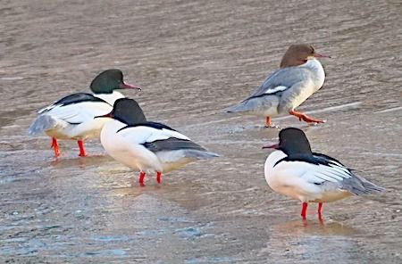 Smergo maggiore  - Angelo Pasqua